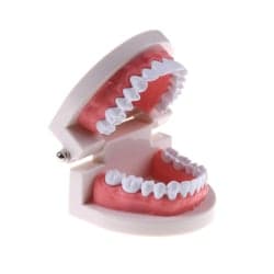 Medicin Dental Tand Model Tidig barndom Undervisning Tandläge
